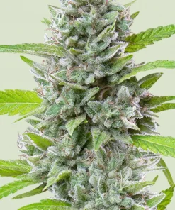 El Patron Feminized Esrar Tohumu (Royal Queen Seeds)