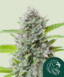 El Patron Feminized Esrar Tohumu (Royal Queen Seeds)