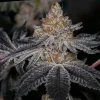 End Game Rbx "The Punch Line" Feminized Esrar Tohumu (ETHOS Genetics)