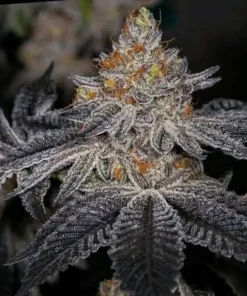 End Game Rbx "The Punch Line" Feminized Esrar Tohumu (ETHOS Genetics)