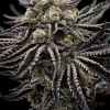 Epic Buzz Feminized Esrar Tohumu (Anesia Seeds)