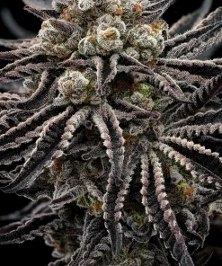 Epic Buzz Feminized Esrar Tohumu (Anesia Seeds)