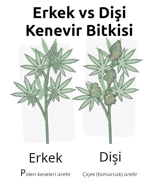 erkek vs dişi kenevir