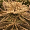 Ethos Apex R1 Feminized Esrar Tohumu (ETHOS Genetics)