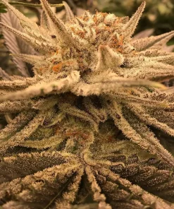 Ethos Apex R1 Feminized Esrar Tohumu (ETHOS Genetics)