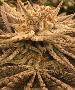 Ethos Apex R1 Feminized Esrar Tohumu (ETHOS Genetics)