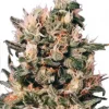 Euforia Feminized Esrar Tohumu (Dutch Passion)