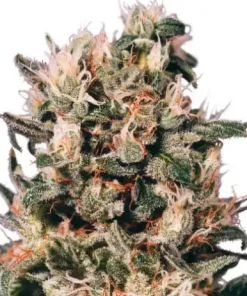 Euforia Feminized Esrar Tohumu (Dutch Passion)