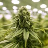 Euphoria Feminized Esrar Tohumu (Divine Seeds)