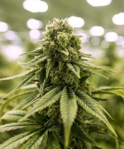 Euphoria Feminized Esrar Tohumu (Divine Seeds)