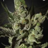 Exodus Cheese Feminized Esrar Tohumu (Green House Seed Co.)