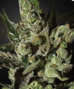 Exodus Cheese Feminized Esrar Tohumu (Green House Seed Co.)
