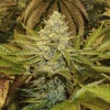 Exotic Animal Feminized Esrar Tohumu (Exotic Seed)