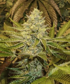 Exotic Animal Feminized Esrar Tohumu (Exotic Seed)