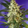 Fast Bud #2 ® Auto Fem Esrar Tohumu (Sweet Seeds)