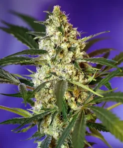 Fast Bud #2 ® Auto Fem Esrar Tohumu (Sweet Seeds)