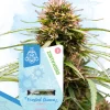 Frosted Guava Feminized Esrar Tohumu (Zamnesia Seeds)
