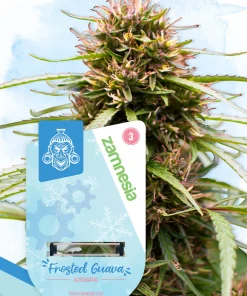 Frosted Guava Feminized Esrar Tohumu (Zamnesia Seeds)