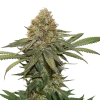 Fruit Cake Feminized Esrar Tohumu (Seedstockers)