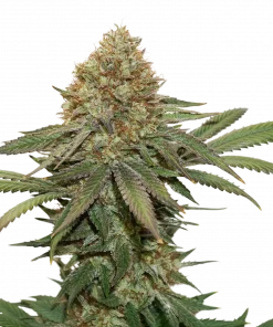 Fruit Cake Feminized Esrar Tohumu (Seedstockers)