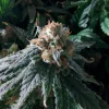 Fruit Punch Feminized Esrar Tohumu (Heavyweight Seeds)
