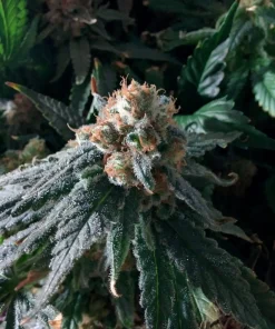 Fruit Punch Feminized Esrar Tohumu (Heavyweight Seeds)