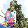 Fruit Punch Feminized Esrar Tohumu (Zamnesia Seeds)