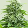 Fruit Spirit Feminized Esrar Tohumu (Royal Queen Seeds)
