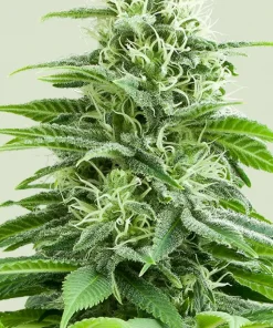 Fruit Spirit Feminized Esrar Tohumu (Royal Queen Seeds)