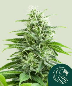 Fruit Spirit Feminized Esrar Tohumu (Royal Queen Seeds)