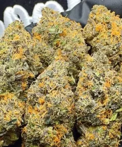 Gelato #33 Feminized Esrar Tohumu (Cookies Seed Bank)