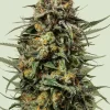 Gelato 44 Feminized Esrar Tohumu (Royal Queen Seeds)