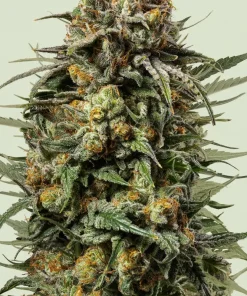 Gelato 44 Feminized Esrar Tohumu (Royal Queen Seeds)