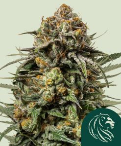 Gelato 44 Feminized Esrar Tohumu (Royal Queen Seeds)