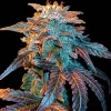 Gelato Auto Fem Esrar Tohumu (Female Seeds)