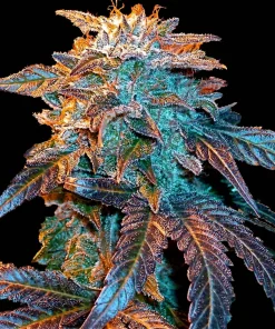 Gelato Auto Fem Esrar Tohumu (Female Seeds)