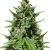 Gelato Auto Fem Esrar Tohumu (Herbies Seeds)