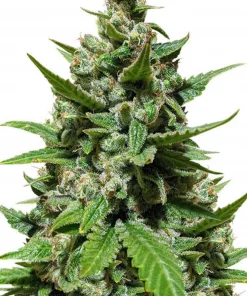 Gelato Auto Fem Esrar Tohumu (Herbies Seeds)