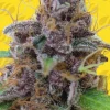 Gelato Auto Fem Esrar Tohumu (Original Sensible Seeds)