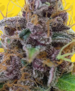 Gelato Auto Fem Esrar Tohumu (Original Sensible Seeds)