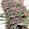 Gelato Dream Feminized Esrar Tohumu (Anesia Seeds)