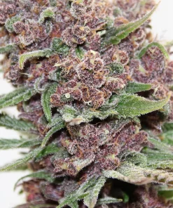 Gelato Dream Feminized Esrar Tohumu (Anesia Seeds)