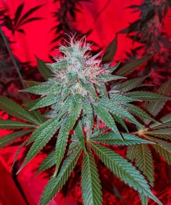 Gelato Dream Feminized Esrar Tohumu (Anesia Seeds)
