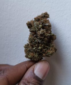 Gelato Dream Feminized Esrar Tohumu (Anesia Seeds)