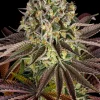 Gelato Feminized Esrar Tohumu (Barney's Farm)