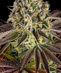 Gelato Feminized Esrar Tohumu (Barney's Farm)