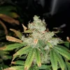 Gelato Feminized Esrar Tohumu (Crop King Seeds)