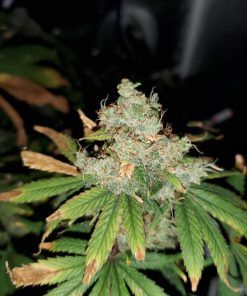 Gelato Feminized Esrar Tohumu (Crop King Seeds)