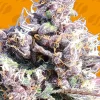 Gelato Feminized Esrar Tohumu (Original Sensible Seeds)