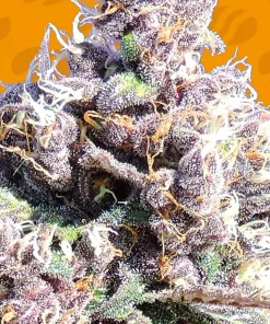 Gelato Feminized Esrar Tohumu (Original Sensible Seeds)